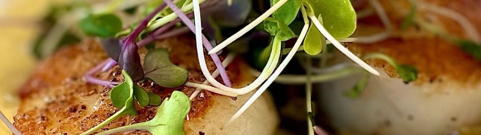 seared scallops with microgreens over melted leeks